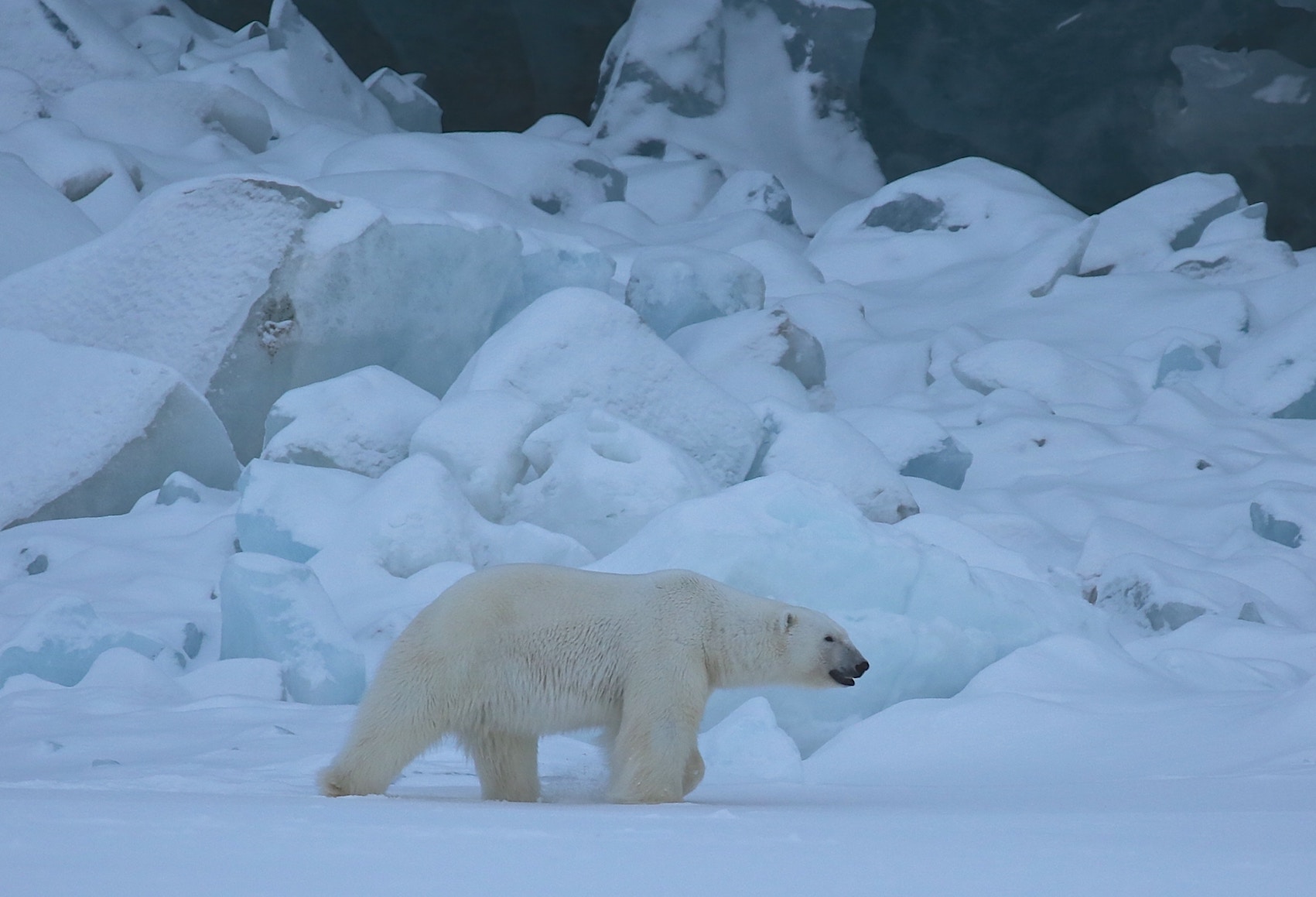 Djurplågeri är dåligt #1
